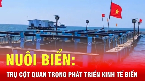 Sẽ có quy chuẩn về nuôi biển công nghiệp