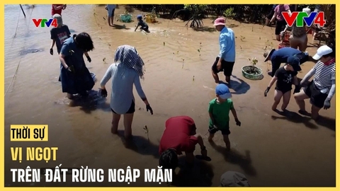 Vị ngọt trên đất rừng ngập mặn