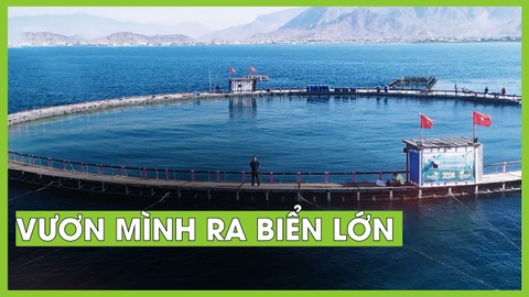 Vươn mình ra biển lớn