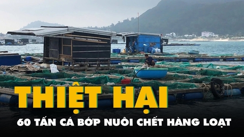 60 tấn cá bớp nuôi ở vùng biển Lý Sơn chết hàng loạt