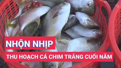 Các lồng bè nhộn nhịp thu hoạch cá chim trắng cuối năm