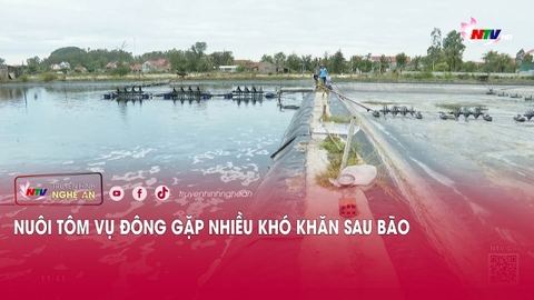 Nuôi tôm vụ Đông gặp nhiều khó khăn sau bão