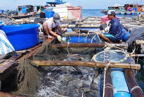 Ổn định sinh kế ngư dân khai thác ven bờ bằng nuôi biển