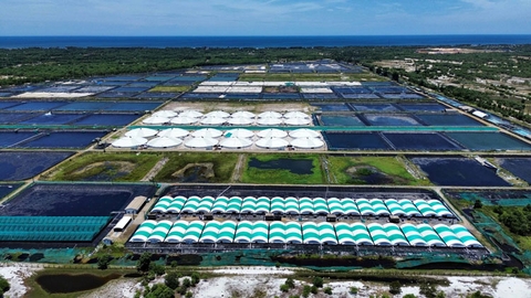 Quảng Trị: Bước tiến nuôi tôm công nghệ cao trên cát