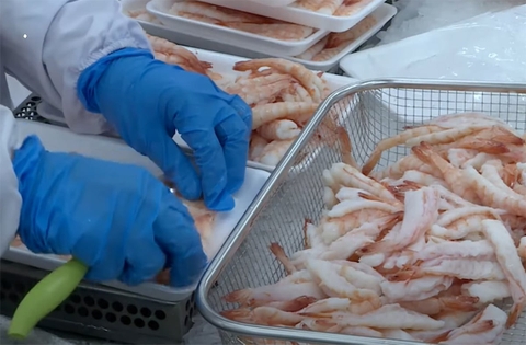 Trung Quốc trở thành thị trường 'tỷ đô' đầu tiên của tôm Việt Nam