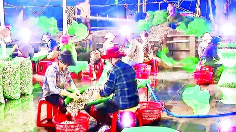 Nuôi ngao theo tiêu chuẩn quốc tế tạo bứt phá cho kinh tế ven biển