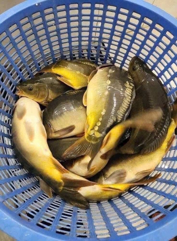 Nghề lạ ở Việt Nam: Nuôi loài cá thịt giòn sần sật như tràng lợn, 8 tháng bán lãi to, thành đặc sản nổi tiếng giá 250.000 đ/kg