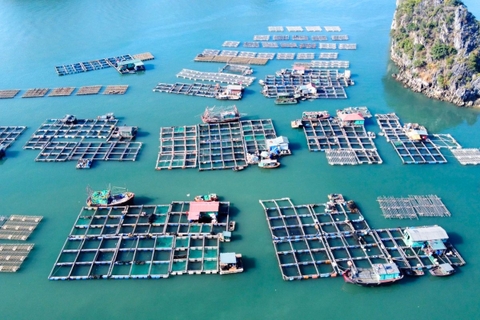 Nuôi biển ở Quảng Ninh
