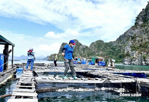 Nuôi trồng thủy sản ở Quảng Ninh: Vì sao ngư dân chưa 