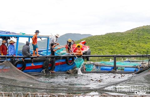 Khuyến cáo phòng bệnh thủy sản trước diễn biến thời tiết cực đoan