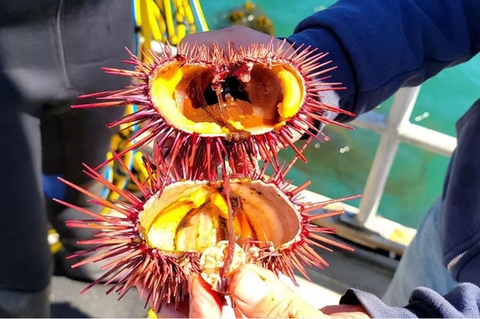 Mỹ: Nuôi nhím biển trên cạn – Giải cứu tảo bẹ, nhắm tới thị trường sushi tỷ đô