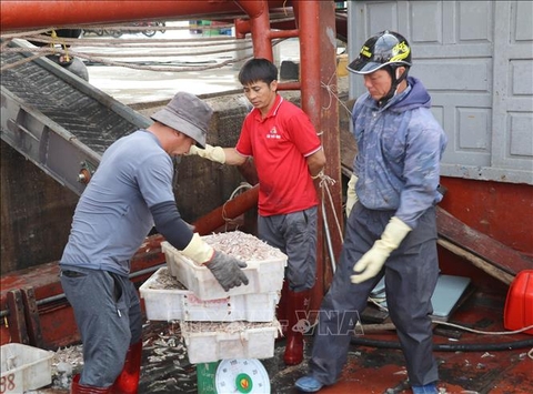 Ninh Bình vươn ra biển lớn từ lợi thế tự nhiên - Bài cuối: Hướng ra biển bằng chiến lược bền vững