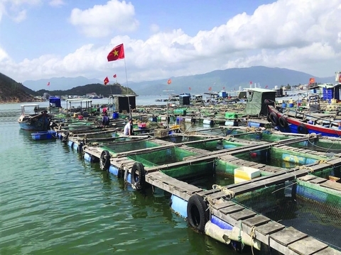 Phát triển kỹ năng ngành nuôi biển công nghiệp để tham gia vào chuỗi giá trị toàn cầu