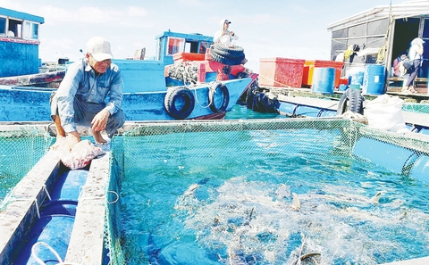 Từ khai thác tận diệt sang nuôi biển ổn định