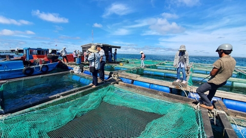 Chuyển đổi sinh kế cho ngư dân: [Bài 3] Từ khai thác sang nuôi biển