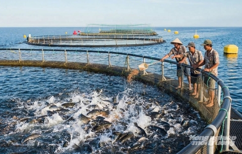 An Giang phát triển nuôi biển đa loài, đa giá trị