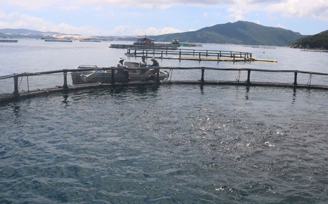 Khuyến nông Khánh Hòa thúc đẩy nuôi biển hiệu quả