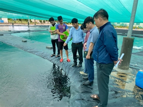 Ở Đầm Bấy Nha Trang thuộc Khánh Hòa, dân nuôi cá gì to bự trong lồng khổng lồ, lời tiền tỷ, xuất khẩu sang Trung Đông?