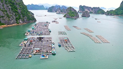 Sinh kế mới cho ngư dân Vân Đồn tiên phong làm giàu từ biển