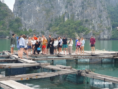 Thiên nhiên ưu đãi thúc đẩy nuôi thủy sản trên biển tại quần đảo Cát Bà