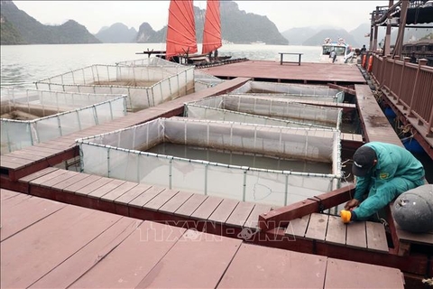 Nuôi cá biển kích thước to ở Hải Phòng, vì sao nuôi ngoài biển xa cá lớn nhanh gấp rưỡi so với nuôi trong vịnh kín?