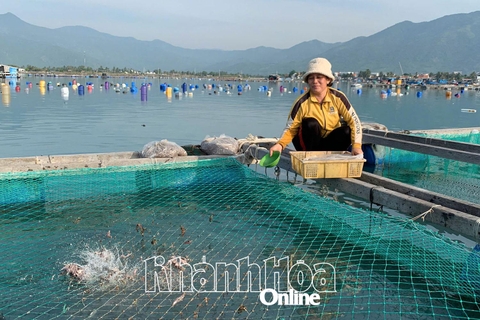 Nuôi cá đặc sản lồng bè ngoài biển, một nông dân Khánh Hòa bắt con to, bán 120.000 đồng/kg bự,