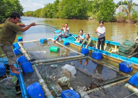 Loài cá biển ‘đắt như tôm tươi’ ở Cà Mau, nuôi thả lan ở vuông tôm mà thu nhập cao ngất ngưởng