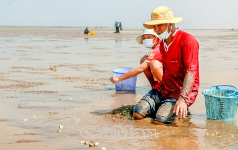 Khoanh nuôi con đặc sản gì ngoài bãi biển mà 1 HTX ở tỉnh Cà Mau mới, đang khiến nông dân nghèo đổi đời?