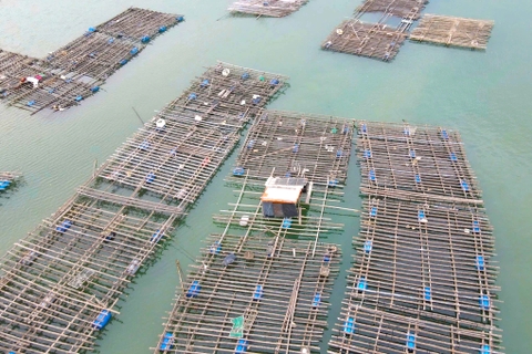 Trận địa cọc, lồng bè người nuôi hàu cài cắm khắp lòng sông