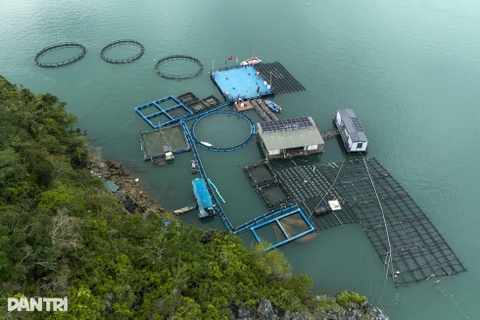 Dùng hàu lọc nước, rong hút CO2 nuôi loại cá đặc sản thu tiền tỷ