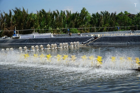 Nuôi tôm công nghệ cao – động lực mới để thủy sản Việt Nam bứt phá