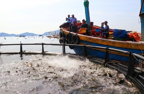 Khánh Hòa thí điểm nuôi biển xa bờ 3- 6 hải lý