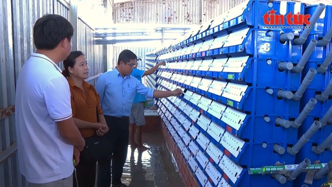 Nông dân Cần Thơ tăng thu nhập nhờ mô hình nuôi cua biển trong hộp nhựa