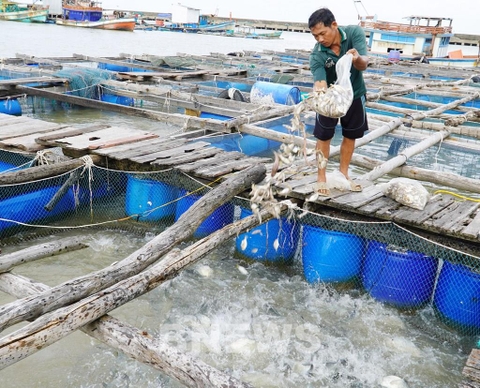 Phát triển nghề nuôi cá lồng bè biển đảo: Cần trợ lực từ vốn vay
