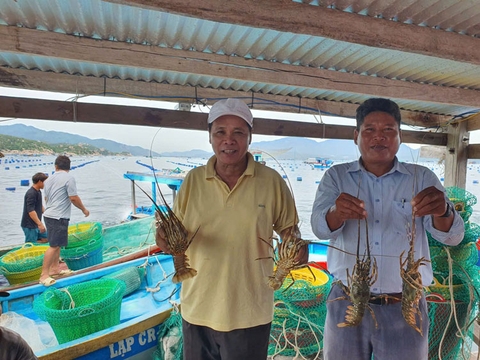 Nông dân Khánh Hòa làm giàu từ biển, trở thành tỷ phú tôm hùm