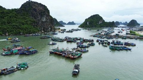 Quảng Ninh vươn lên thành trung tâm thủy sản của phía Bắc