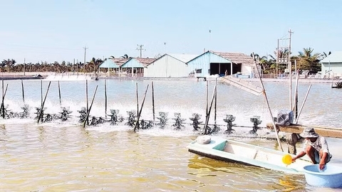 Nuôi tôm công nghệ cao khắc phục bất lợi thời tiết, môi trường