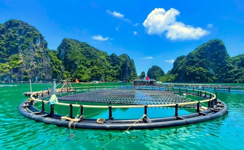 Đột phá từ công nghệ 4.0 và chuyển đổi số - “chìa khóa” để Vân Đồn nâng tầm ngành nuôi biển