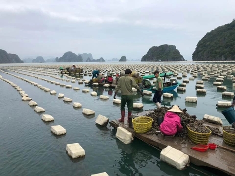 Quảng Ninh khuyến khích mô hình nuôi biển đa giá trị