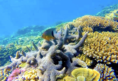 Nơi san hô nảy chồi và rùa biển tái xuất