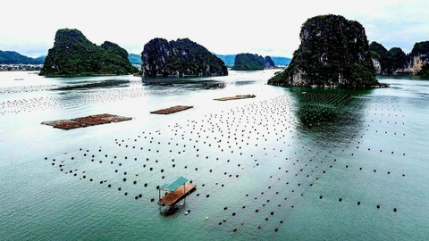 Bứt phá nuôi biển công nghiệp: [Bài 2] Tồn tại những nút thắt