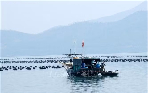 Quảng Ninh: Gỡ vướng giao mặt nước, thúc đẩy nuôi biển