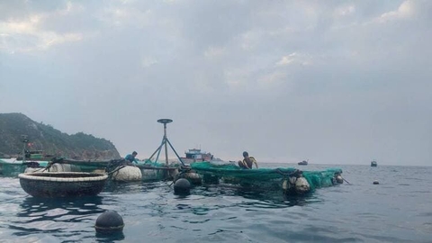 Đưa mực lá vào lồng nuôi, thu trái ngọt từ biển