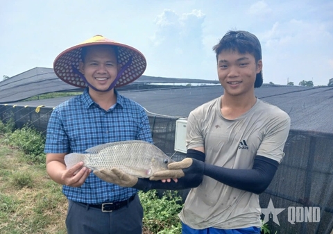 Cá rô phi có tiềm năng thành mặt hàng xuất khẩu chủ lực
