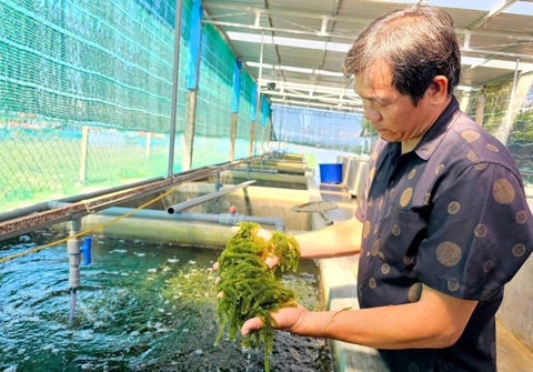 Khai thác 'mỏ vàng' rong biển: [Bài 1] Mở hướng làm giàu mới