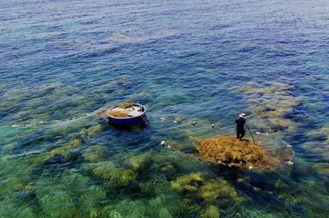 Giữ rừng rong mơ giữa biển xanh