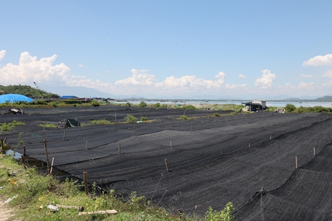 Khánh Hòa: Hiệu quả kép từ chuỗi liên kết rong nho