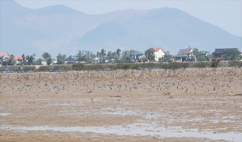 Rừng phòng hộ ven biển chết khô: Loại trừ nguyên nhân ô nhiễm môi trường nước