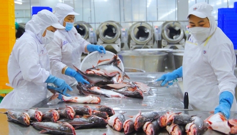 Từ 'phế phẩm' thủy sản thành nguồn thu ngoại tệ