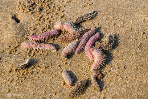 Biển Vũng Tàu xuất hiện nhiều sâu biển và sứa